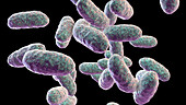 Aggregatibacter bacteria, illustration