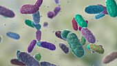 Aggregatibacter bacteria, illustration
