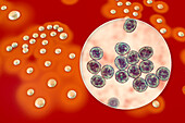 Staphylococcus aureus bacteria, illustration