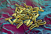 Morganella morganii bacteria, illustration