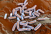Morganella morganii bacteria, illustration