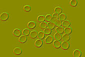 MRSA bacteria, illustration