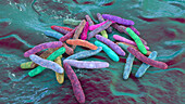 Tuberculosis bacteria, illustration