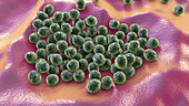 Staphylococcus lugdunensis bacteria, illustration