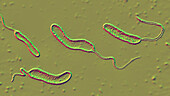 Vibrio mimicus bacteria, illustration