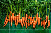 Eine Reihe von frischen Karotten mit Grün