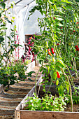 Tomatenpflanzen im Gewächshaus