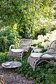 Sitzplatz mit weißen Hortensien (Hydrangea) und Efeu am Gartenweg entlang
