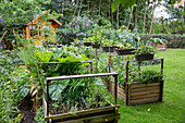 Vegetables and herbs in raised beds