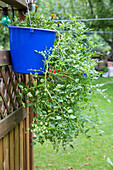 Hanging tomato in a blue bucket