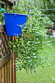 Hänge-Tomate im blauen Eimer