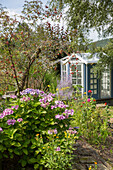 Blühende Hortensie (Hydrangea) mit Gartenhäuschen im Hintergrund