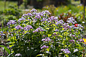 Perennial silverleaf (Lunaria rediviva)