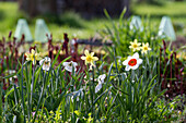 Blühende Narzissen (Narcissus) im Beet