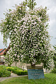Ramblerrose 'Paul's Himalayan Musk' an blühendem Birnbaum
