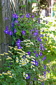 False usambara violet, 'turning fruit', in planting bag on wooden fence (Streptocarpus saxorum)