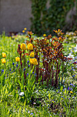 Gelbe Tulpen (Tulipa) vor austreibender Pfingstrose