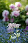 Weiß-rosa Tulpen (Tulipa) zwischen Vergissmeinnicht vor Pfingstrosen