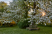 Blühender Apfelbaum und Gartenbank, Deutschland