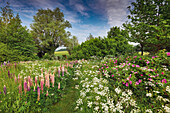 Naturgarten mit Lupinen (Lupinus), Wiesenkerbel und  Kartoffel-Rose (Rosa rugosa), Deutschland