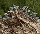 A TotHolz Pilz Resinicium bicolor 1200x