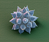 Mesobiotus coronatus Egg 1500x