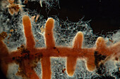 Root + Mycorrhiza 20x6