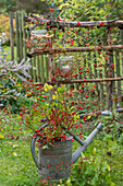 Hagebuttenzweige in Gießkanne und Windlichter mit Beerenzweigen als Herbstdekoration im Garten