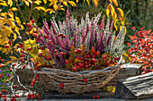 Bicolored heather with rose hip twigs in wicker basket