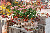 Flowering sedum with rosehip twigs in basket box
