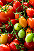 Bunte Tomaten (bildfüllend)