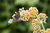 Kleiner Feuerfalter (Lycaena phlaeas) Erwachsener, ernährt sich von Buddleja (Buddleja x weyeriana) 'Sungold' Blumen im Garten, England
