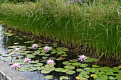 Water lilies in the garden
