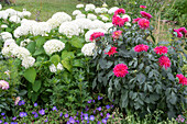 Weiße Ballhortensien, pinkfarbene Dahlien und blauer Storchschnabel im Gartenbeet