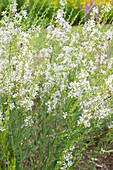 Rutenweiderich 'White Swirl' (Lythrum vulgarum)