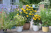 Verschiedene Blumentöpfe auf der Terrasse, Rudbeckien (Rudbeckia), Schmucklilien (Agapanthus), Wucherblumen (Tanacetum), Flachs (Linum)