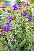 Flowering variegated sage (Salvia viridis) in flowerbed