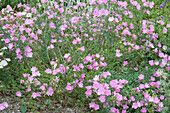 Blühende Moschusmalve (Malva moschata) im Garten