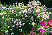 Flowering rose bush in bed (Rosa)