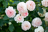 Rosa Blüten einer Strauchrose (Rosa), Close-up