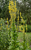 Blühende Königskerze (Verbascum Densiflorum) im Garten