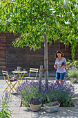 Sweet chestnut tree with lavender underplanting in the courtyard