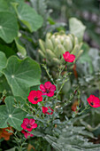 Kapuzinerkresse, roter Lein und Artischocke im Gartenbeet