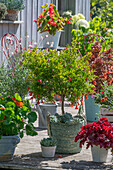 Granatapfelbäumchen (Punica Granatum) in Pflanzkorb auf Terrasse