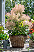 Perückenstrauch im Weidenkorb auf der Terrasse