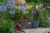 Verschiedene Sommerblumen in Pflanzgefäßen auf Terrasse, Agapanthus und orientalische Lilien
