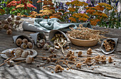 Various seed pods and stalks for a seed collection