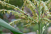 Field wasp on sweet corn flower