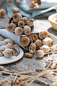 Seed pods of the opium poppy (Papaver Somniferum)