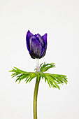 Violette Blüte von Anemone (Anemone coronaria)